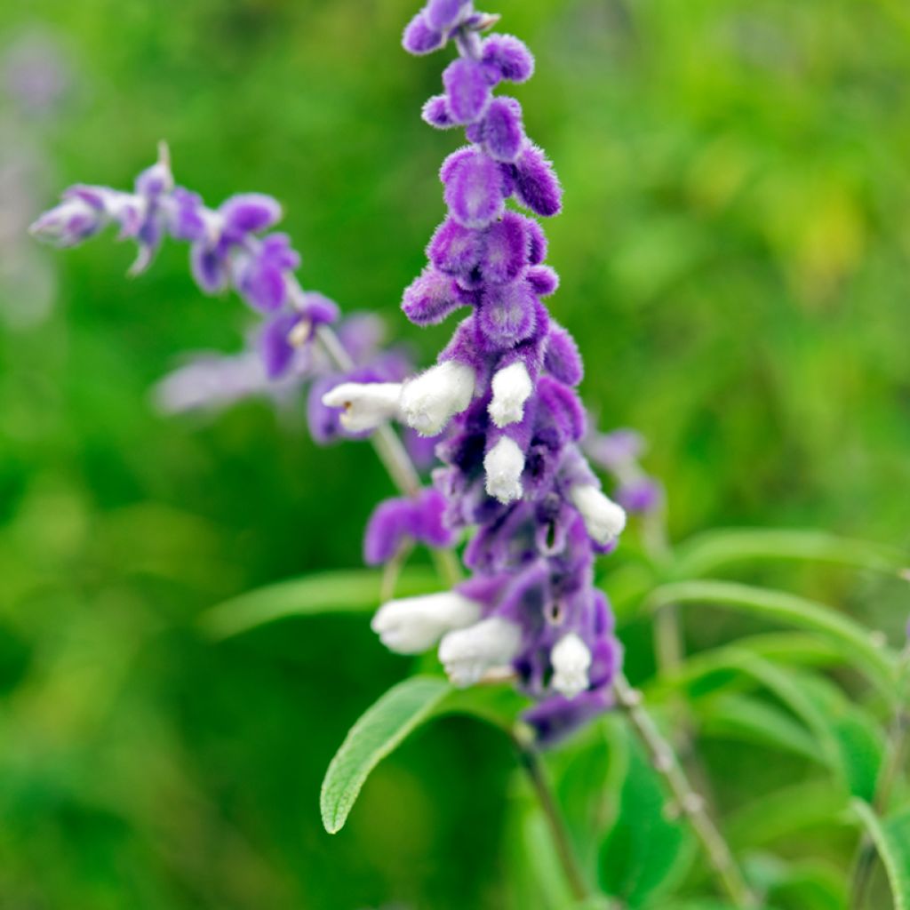 Salvia leucantha