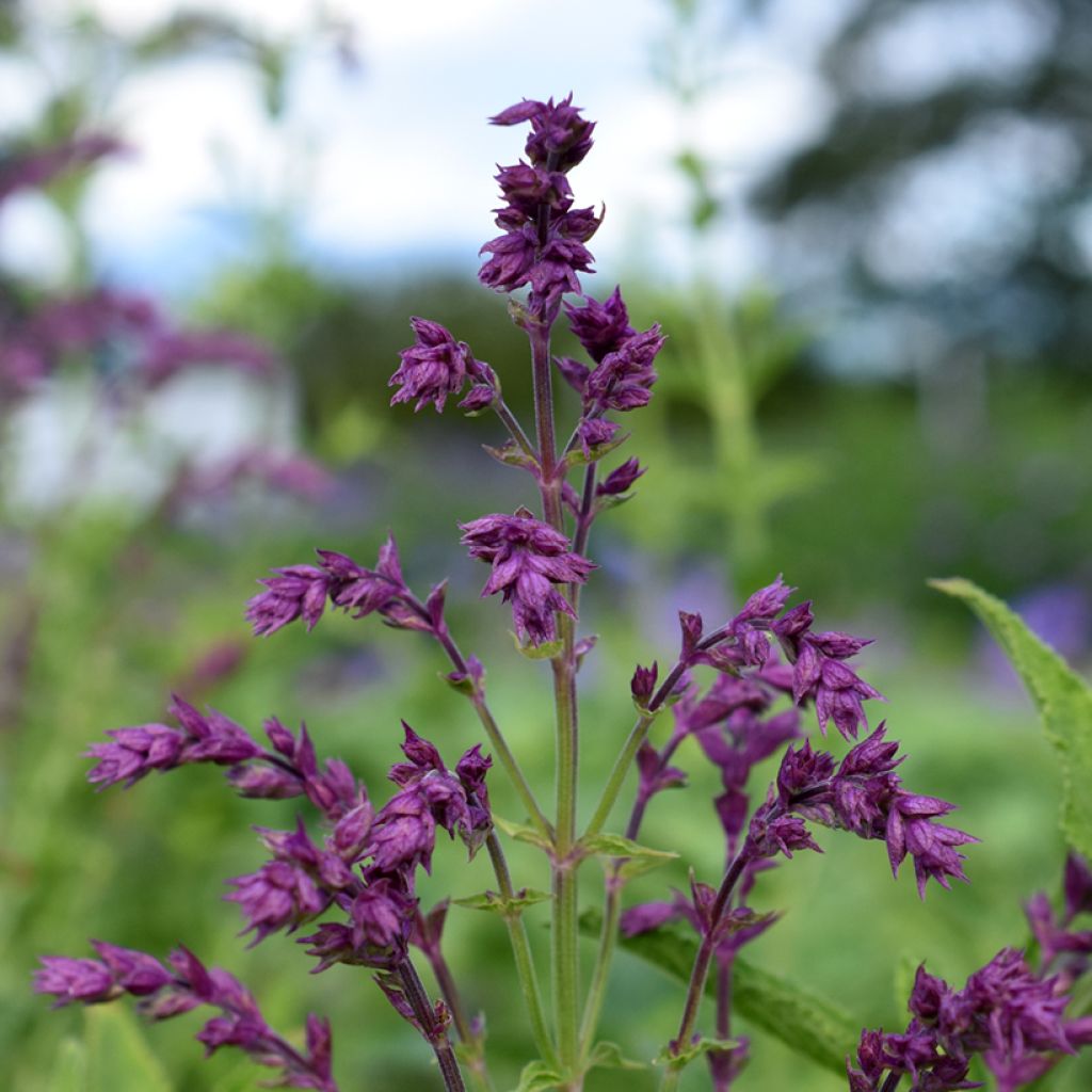 Salvia nemorosa Schwellenburg - Woodland Sage