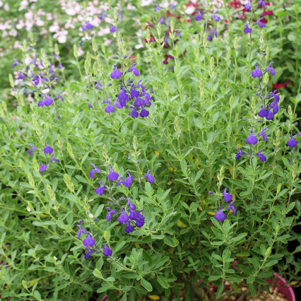 Salvia microphylla Blue Note