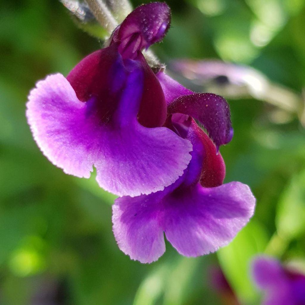 Salvia x microphylla Oriental Dove - Baby Sage