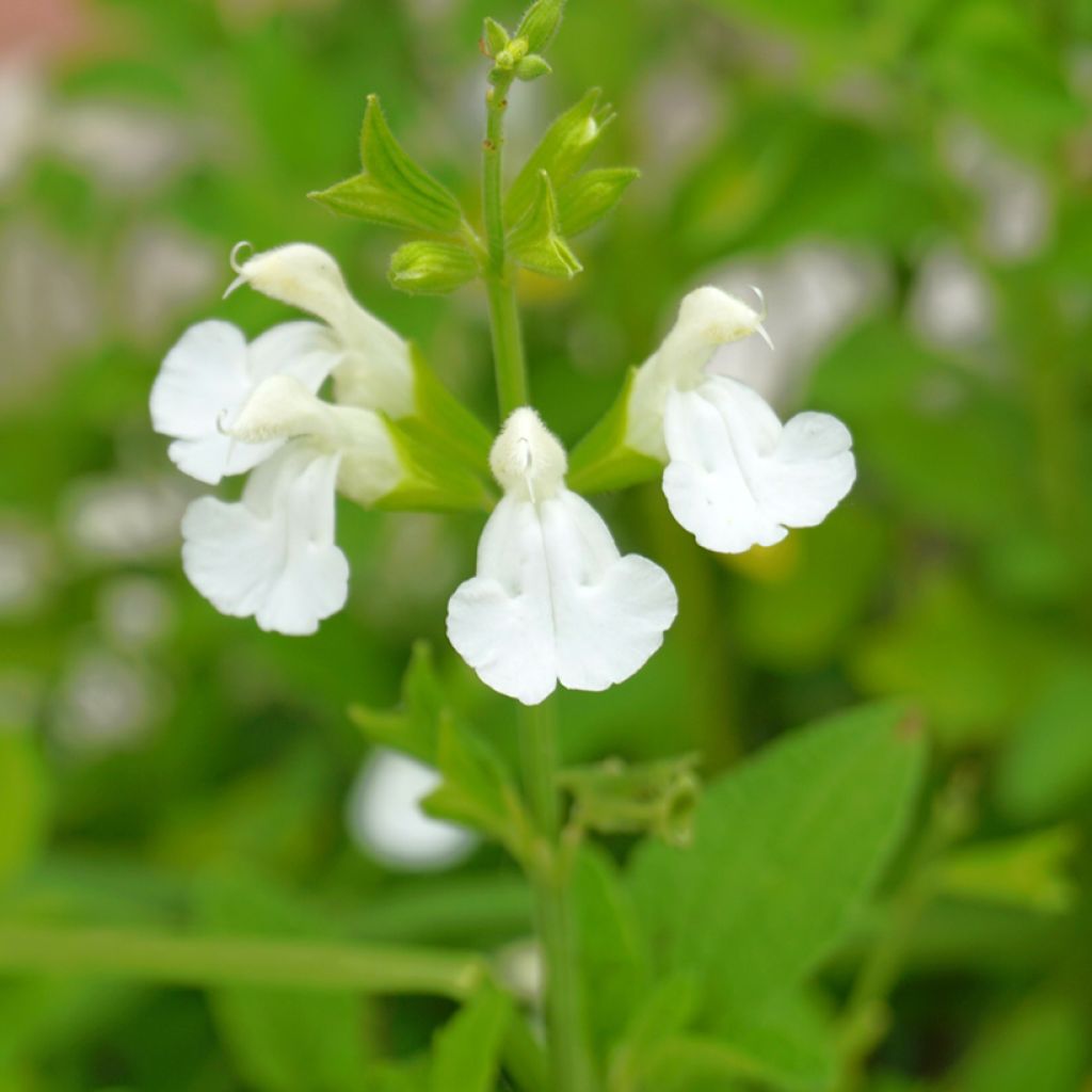 Salvia greggii Alba