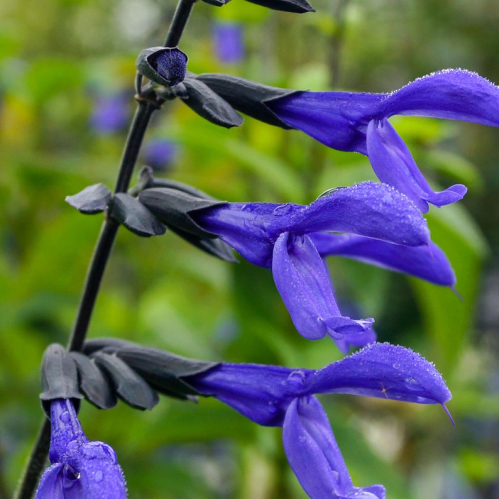 Salvia guaranitica Black and Blue - Shrubby Sage