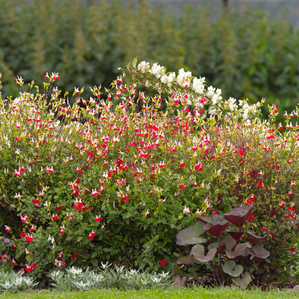 Salvia microphylla grahamii Hot Lips