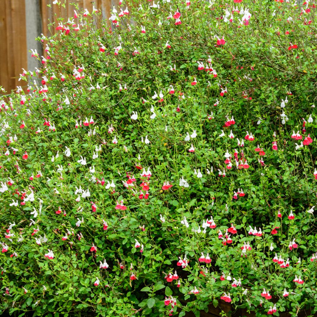 Salvia microphylla grahamii Hot Lips