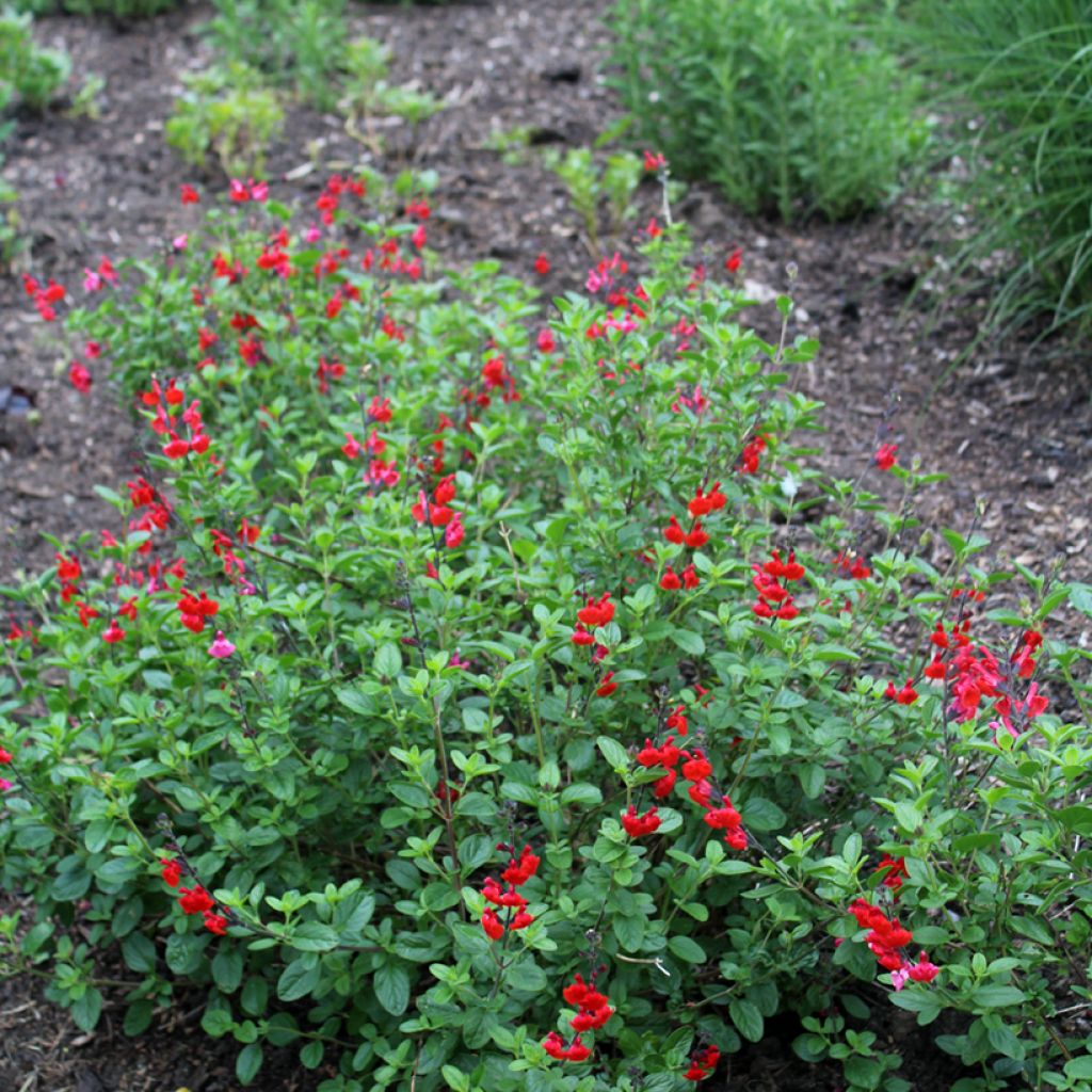 Salvia microphylla Royal Bumble