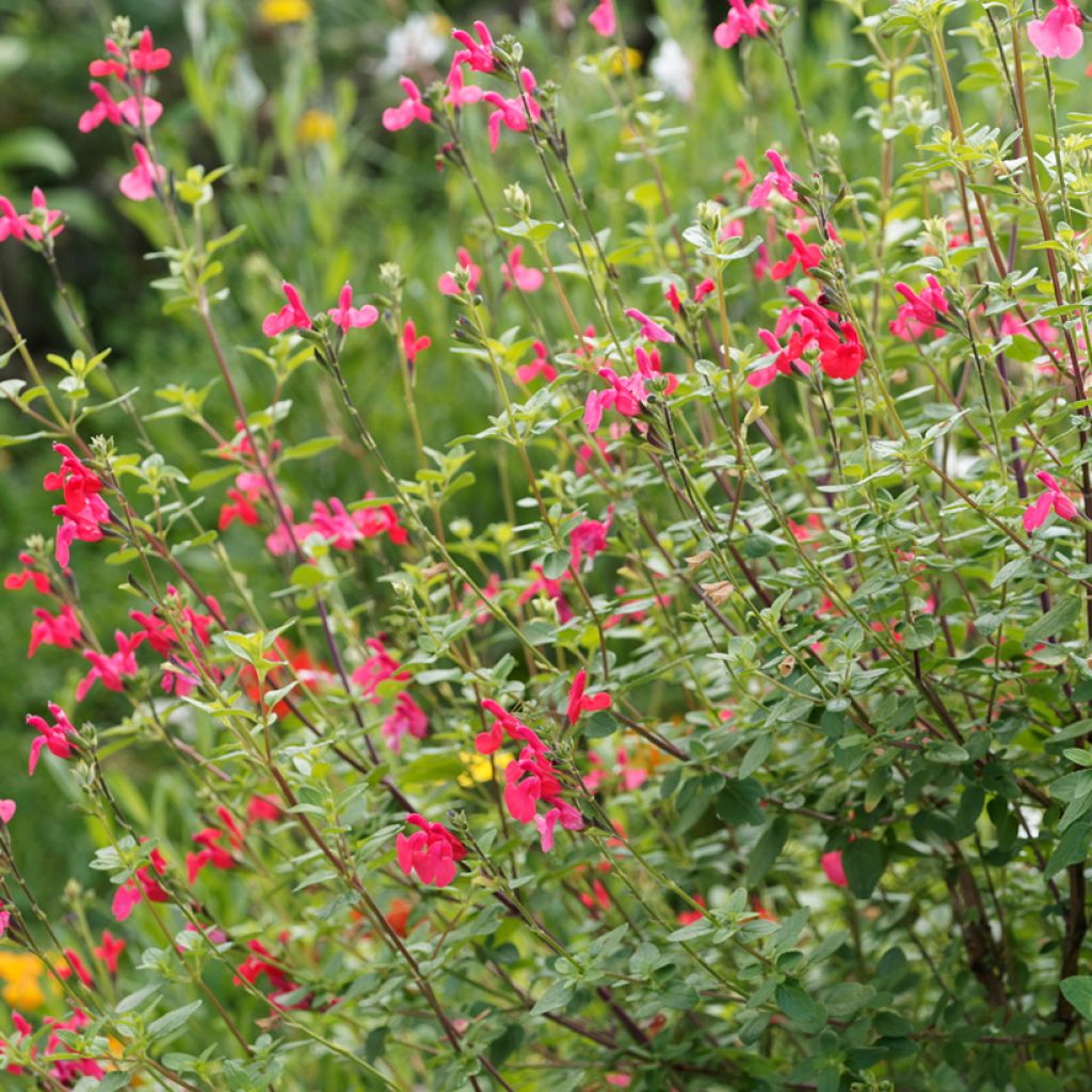 Salvia grahamii