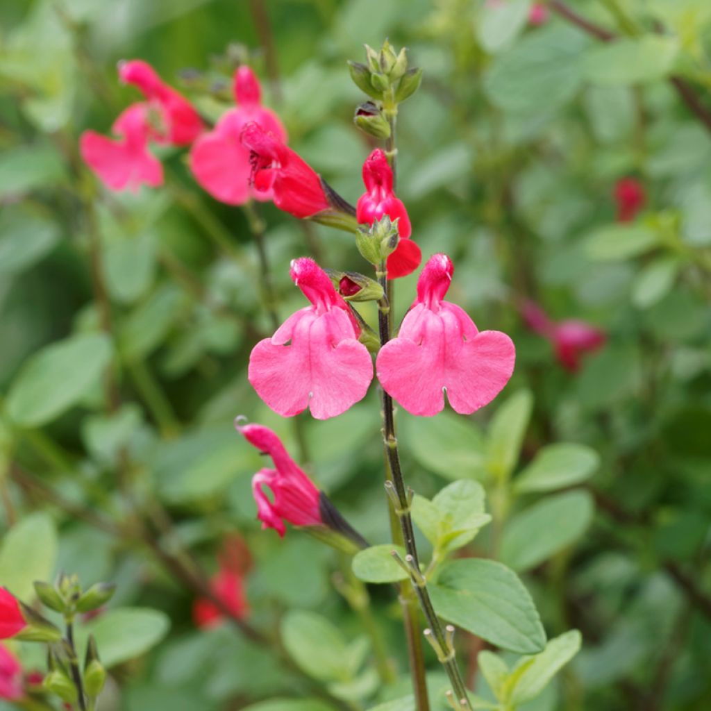 Salvia grahamii