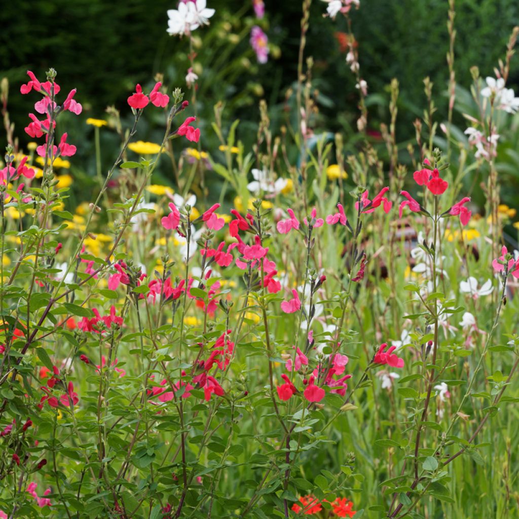 Salvia grahamii