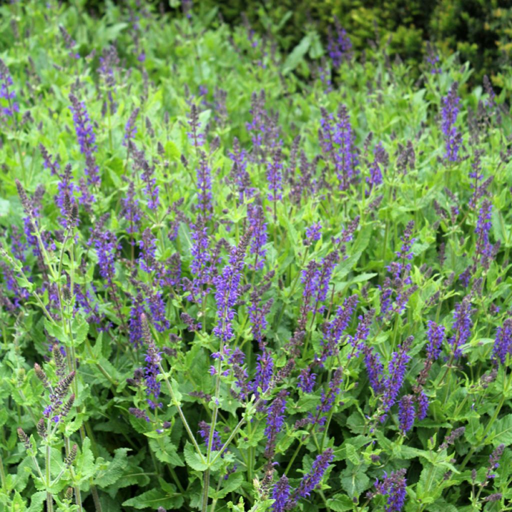 Salvia nemorosa Viola Klose - Woodland Sage