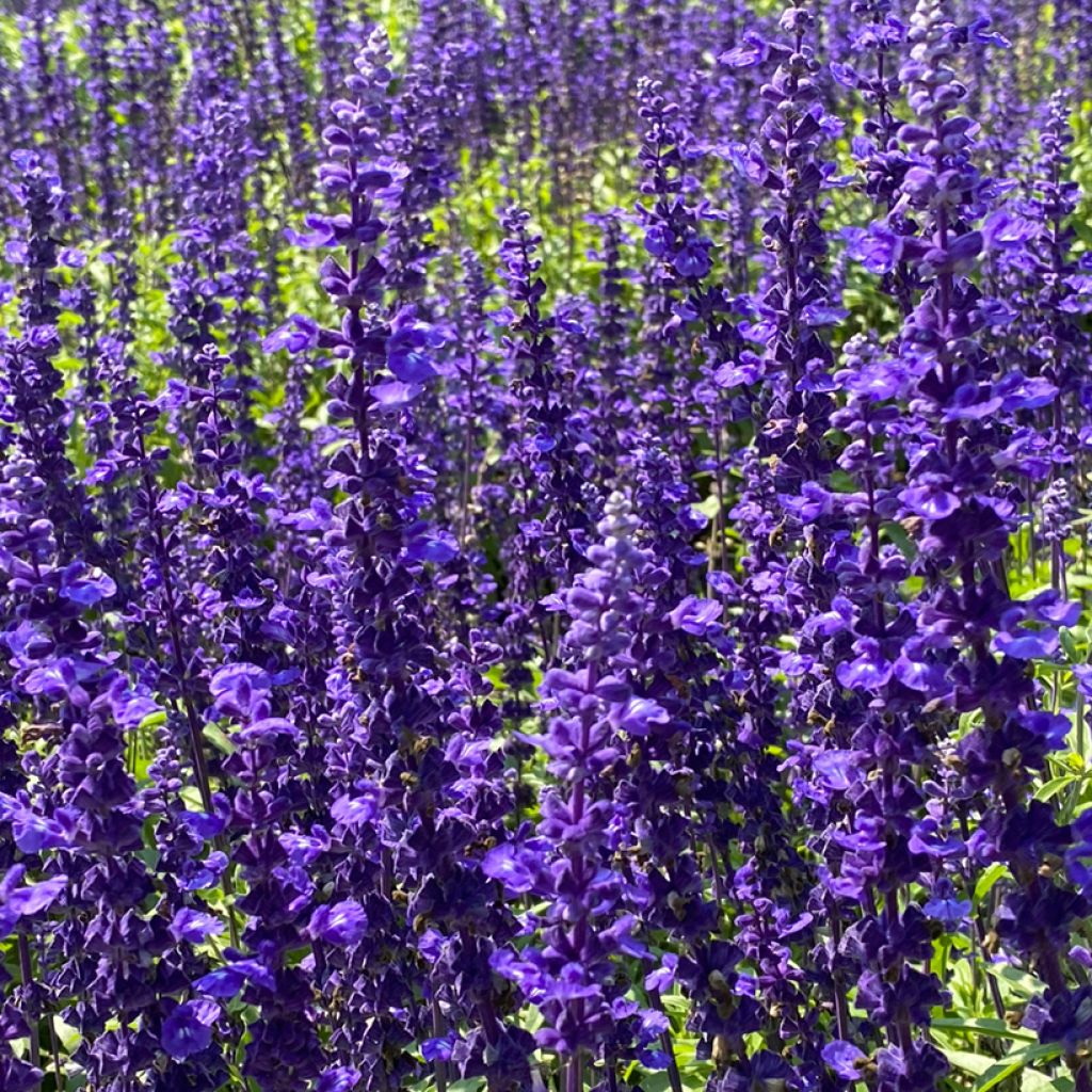 Salvia nemorosa Viola Klose - Woodland Sage