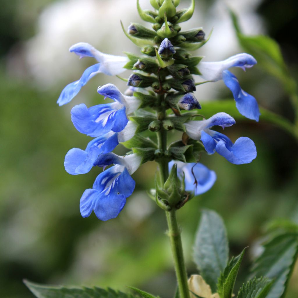 Salvia uliginosa