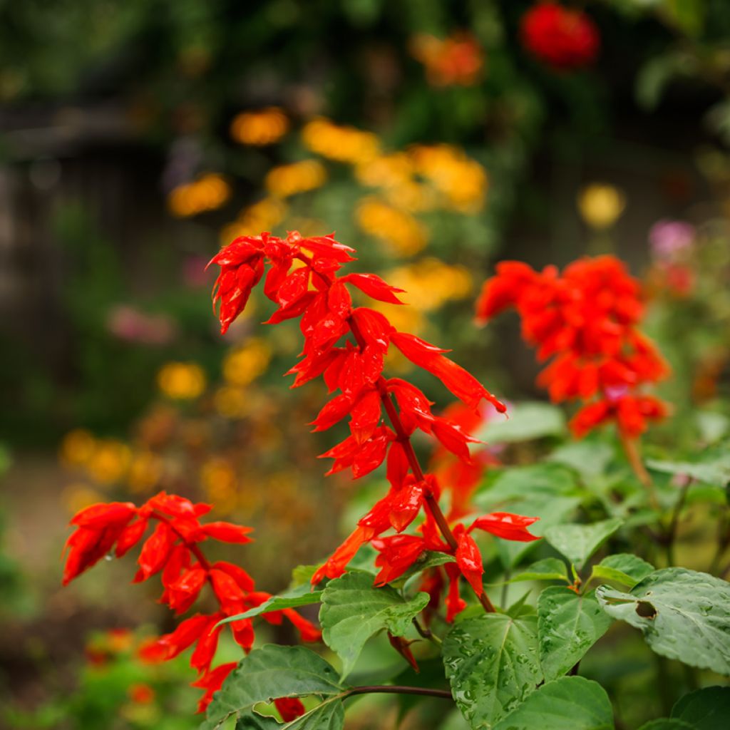 Salvia hybrida Embers Wish