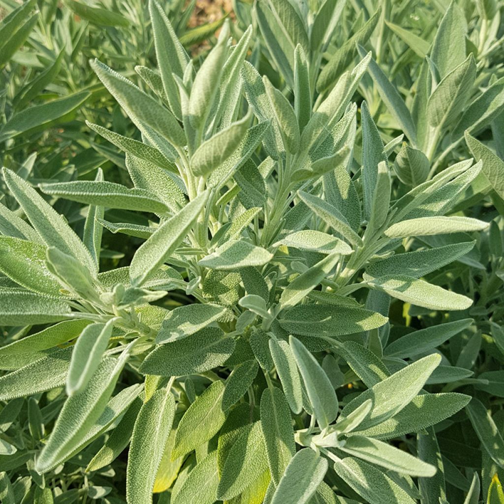 Salvia officinalis Albiflora