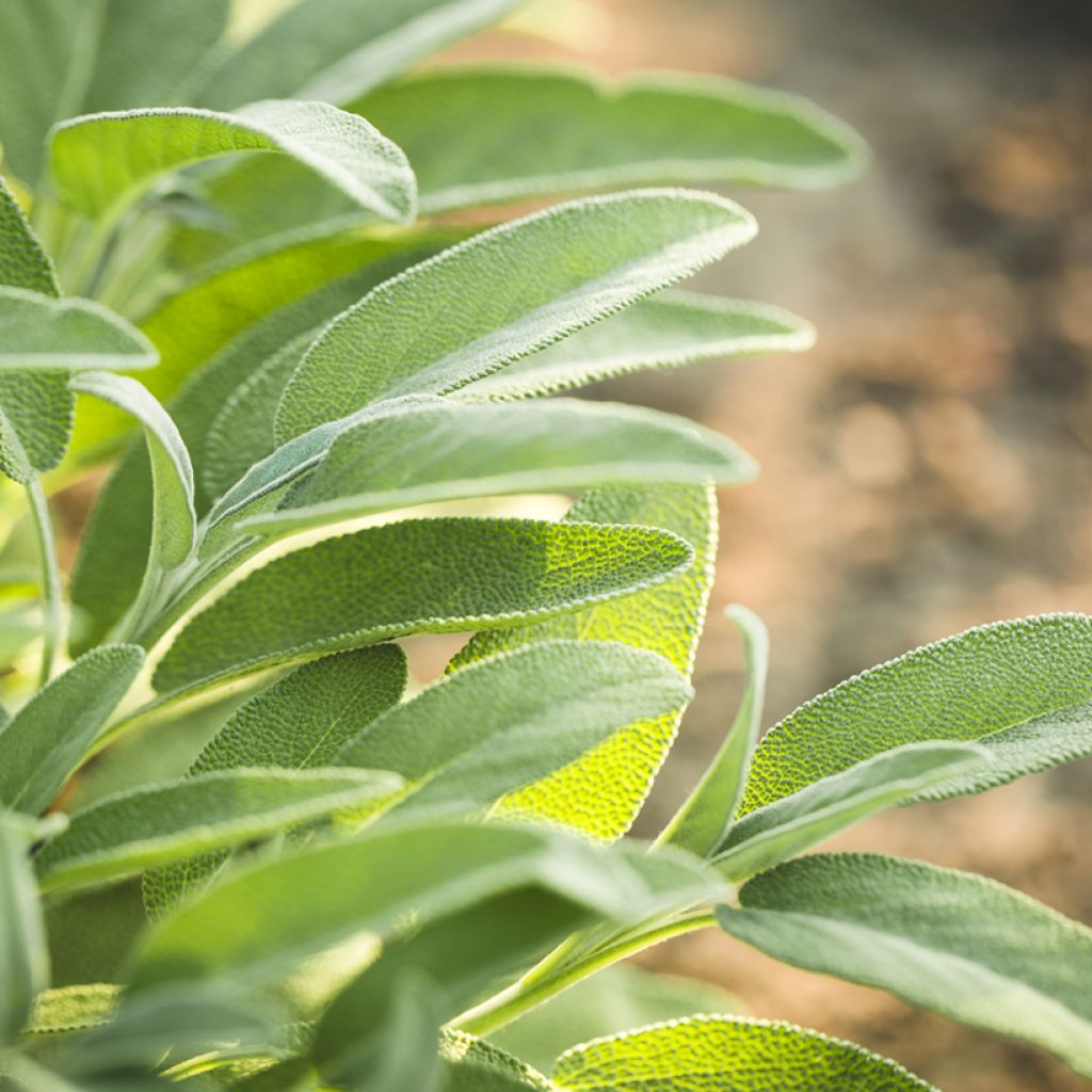 Salvia officinalis organic seeds - Common sage