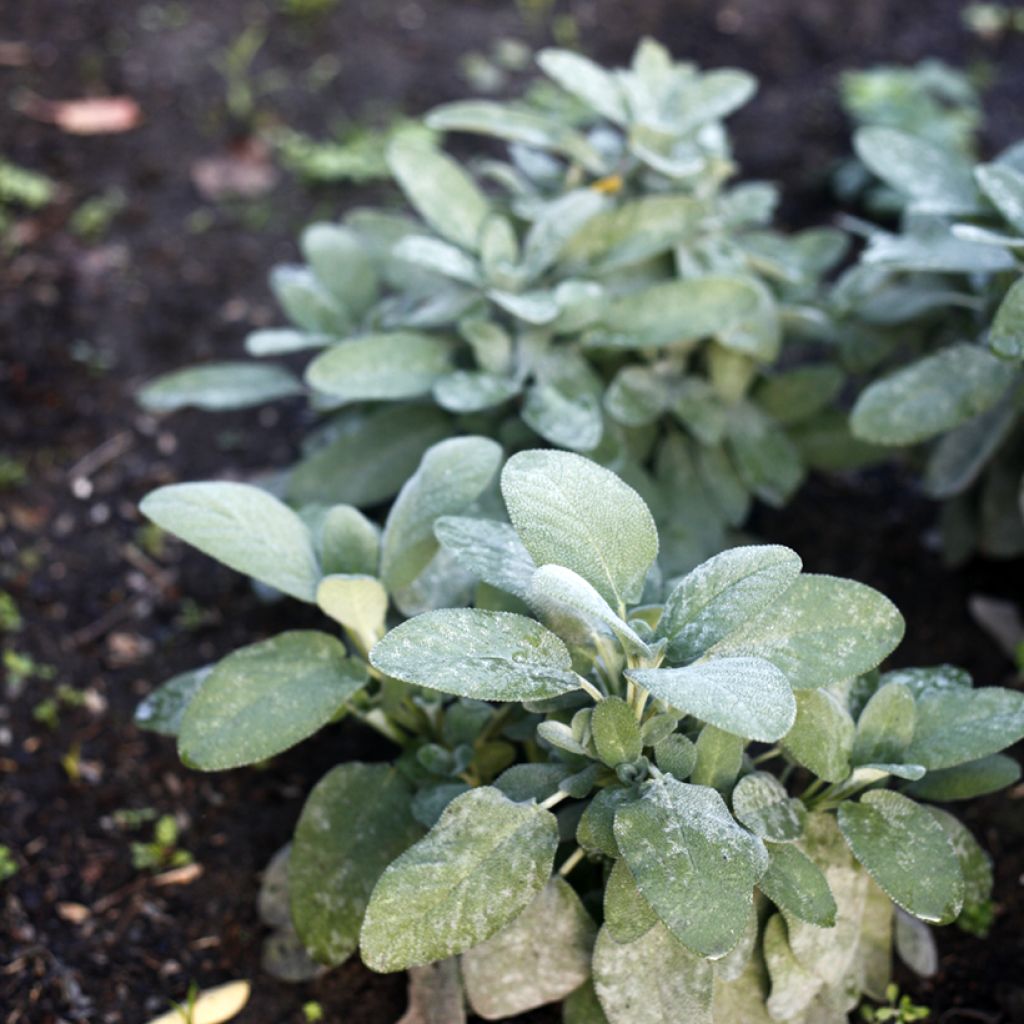 Salvia officinalis Berggarten