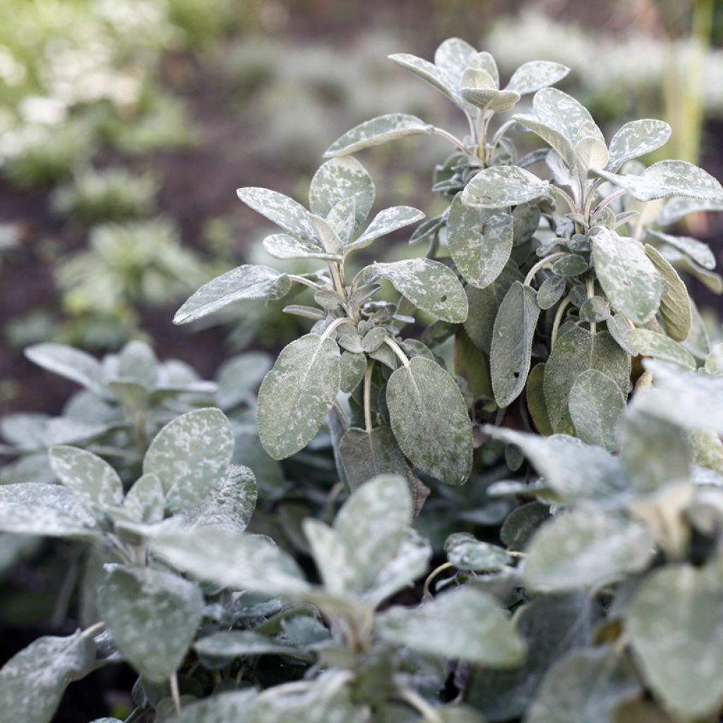 Salvia officinalis Berggarten