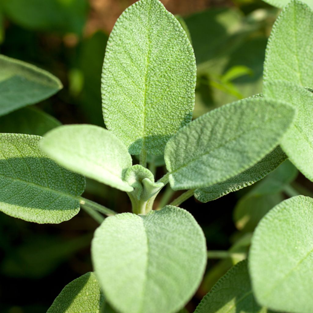 Salvia officinalis, Organic Garden Sage - Ferme de Sainte Marthe seeds