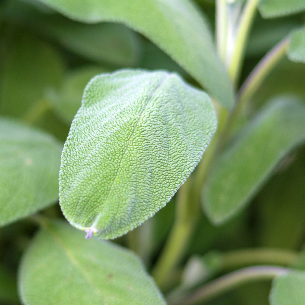 Salvia officinalis Growers Friend