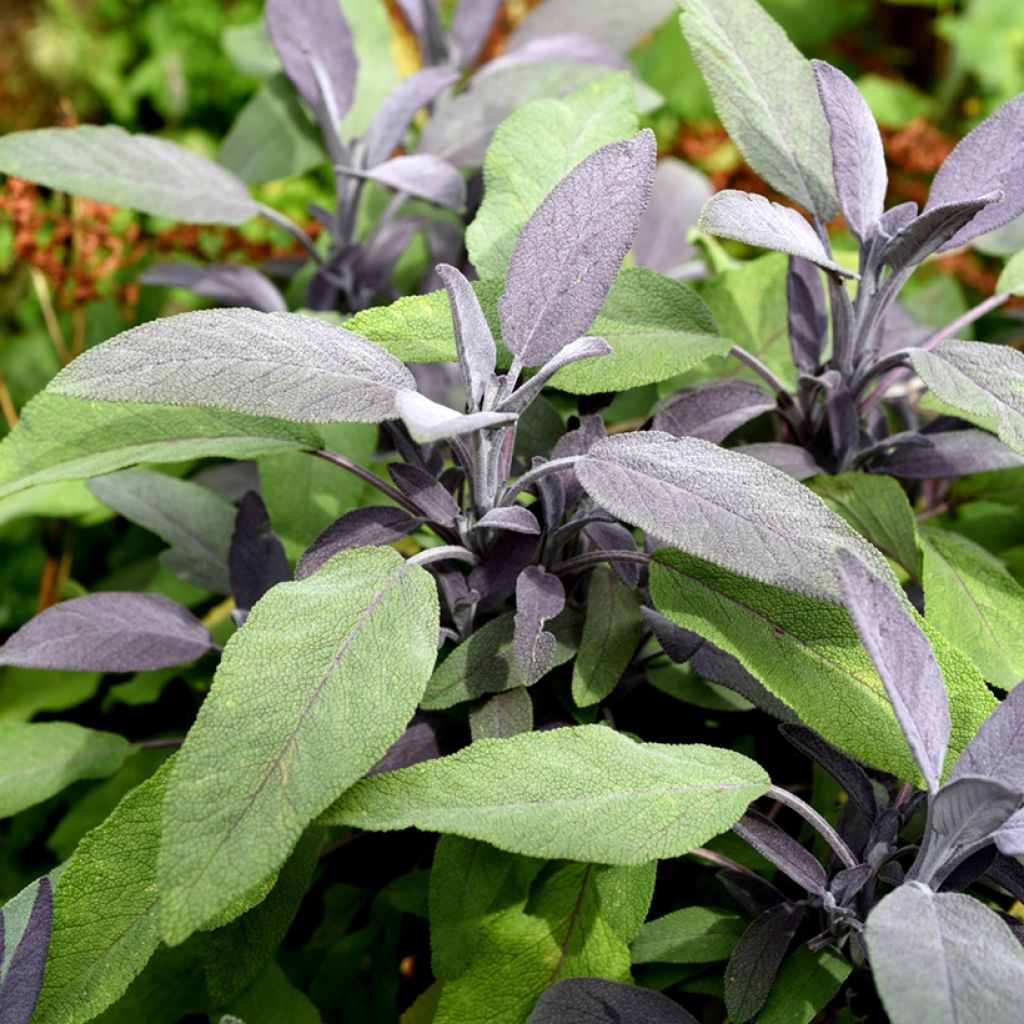 Salvia officinalis Purpurascens