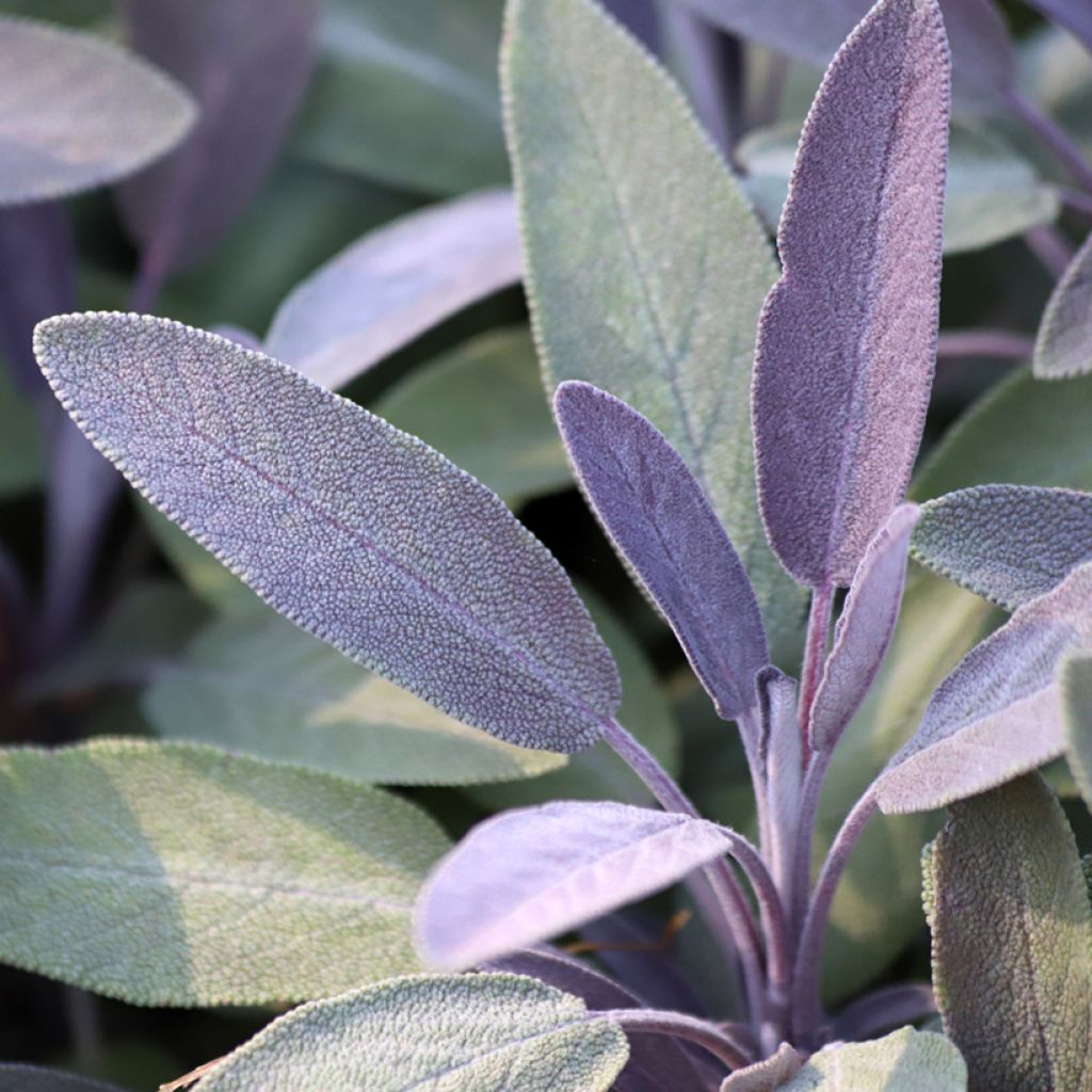 Salvia officinalis Purpurascens