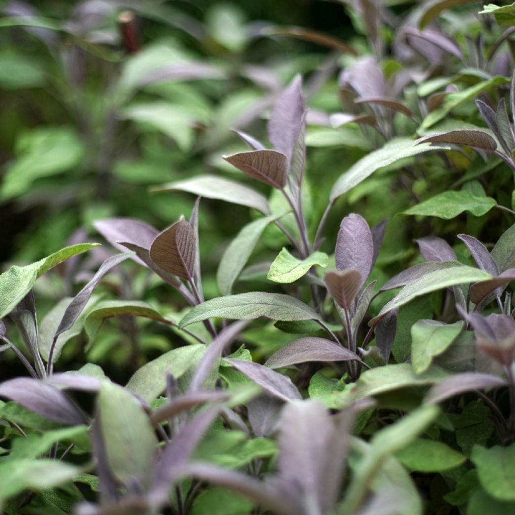 Salvia officinalis Purpurascens