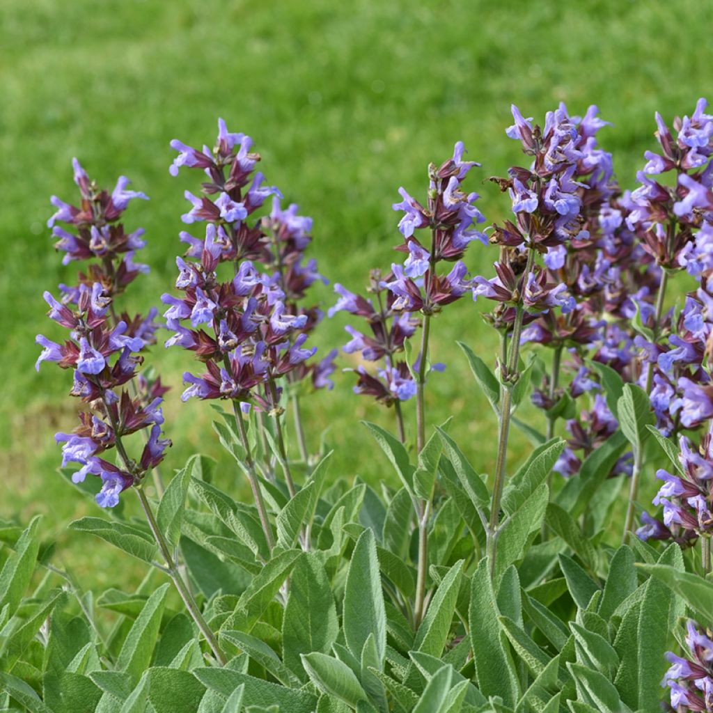 Salvia officinalis