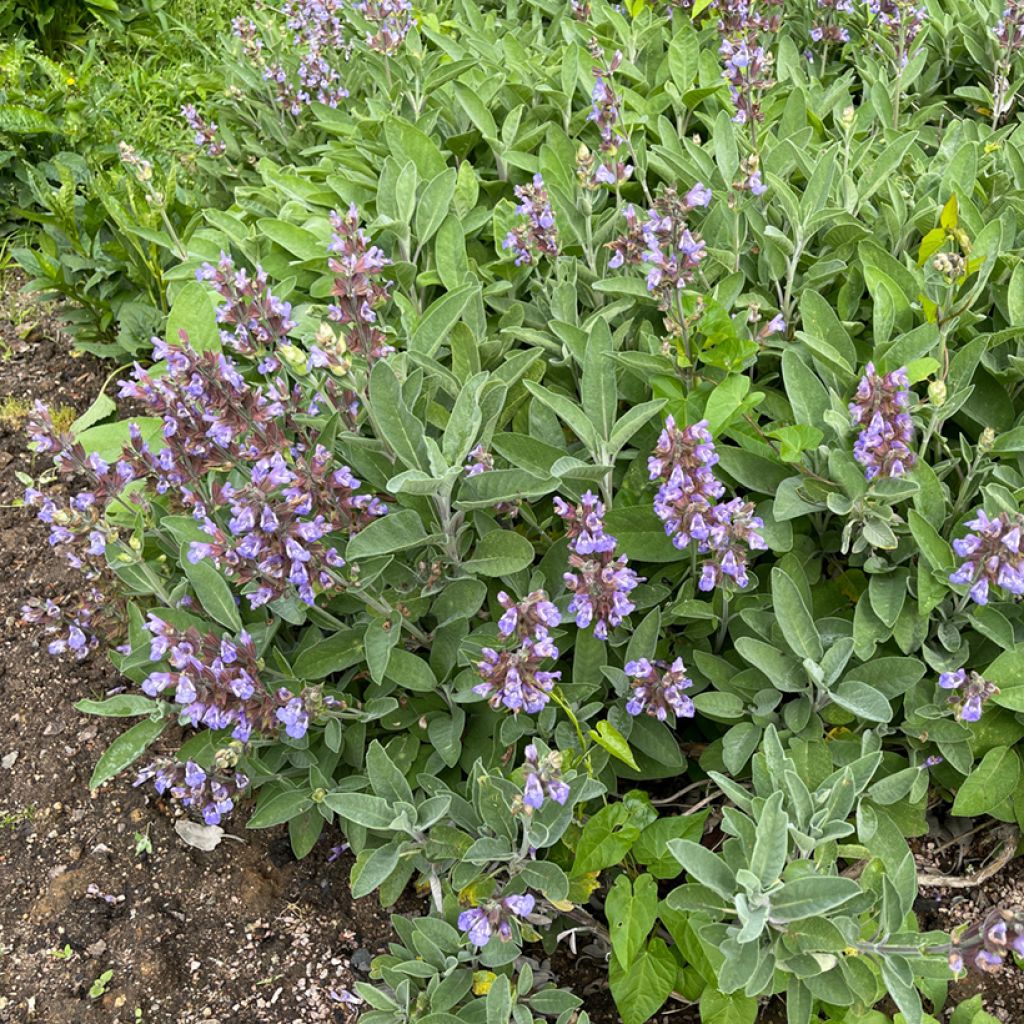 Salvia officinalis