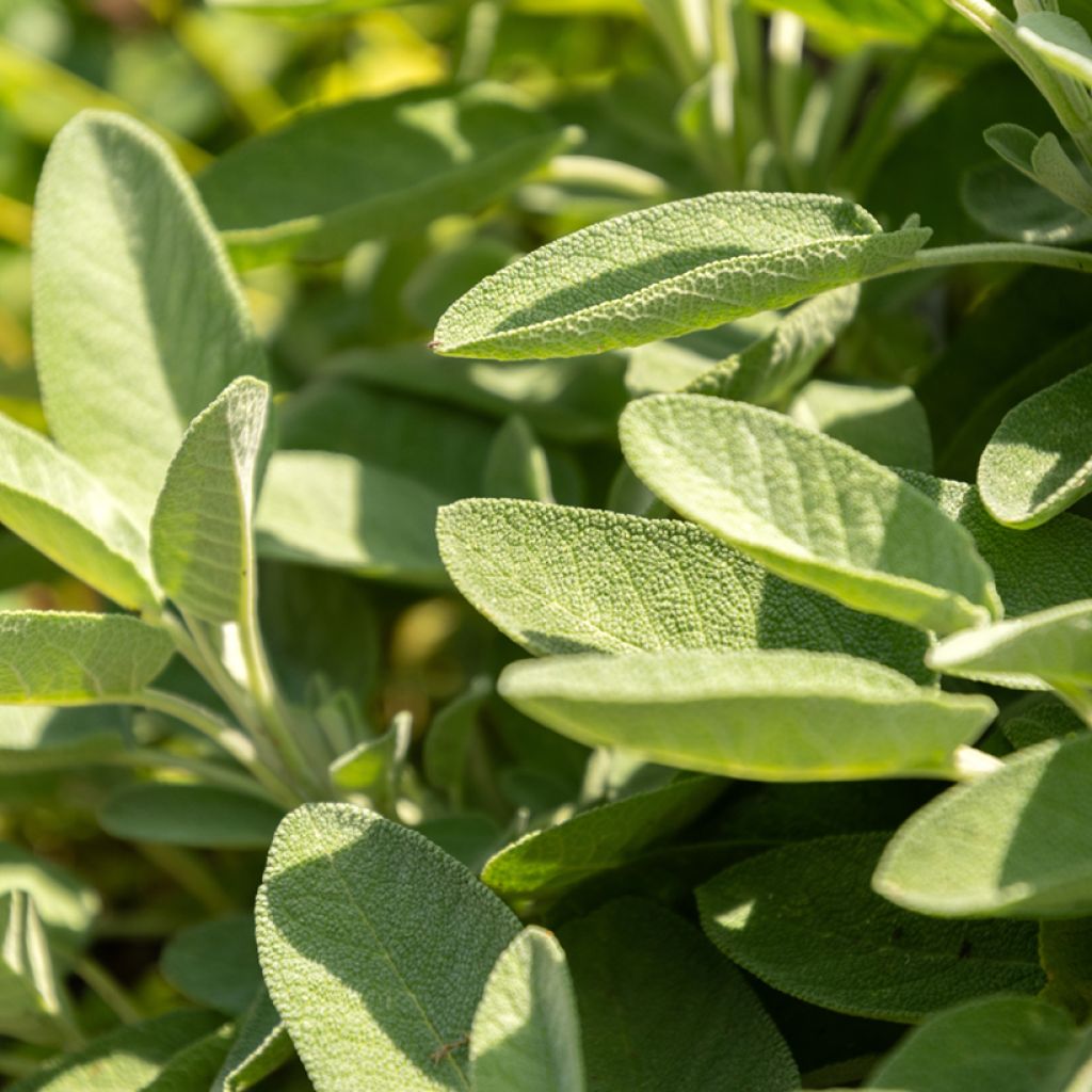 Salvia officinalis, Common Sage - Vilmorin seeds