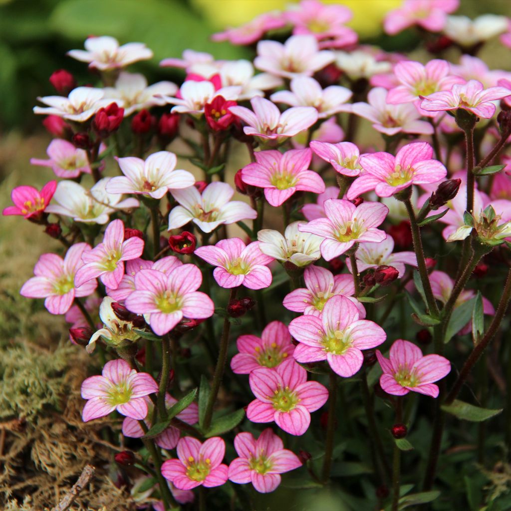 Saxifraga Irish - Saxifrage mousse