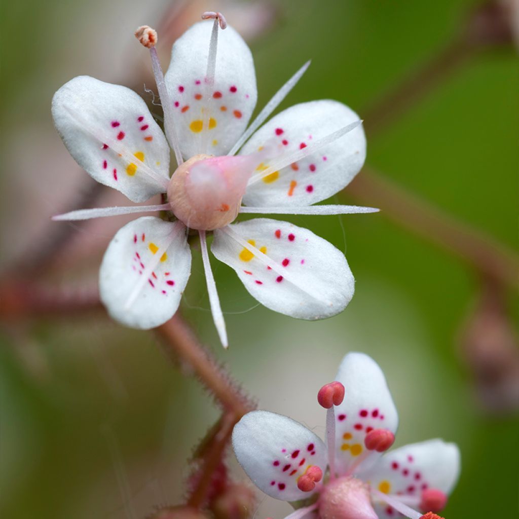 Saxifraga x urbium