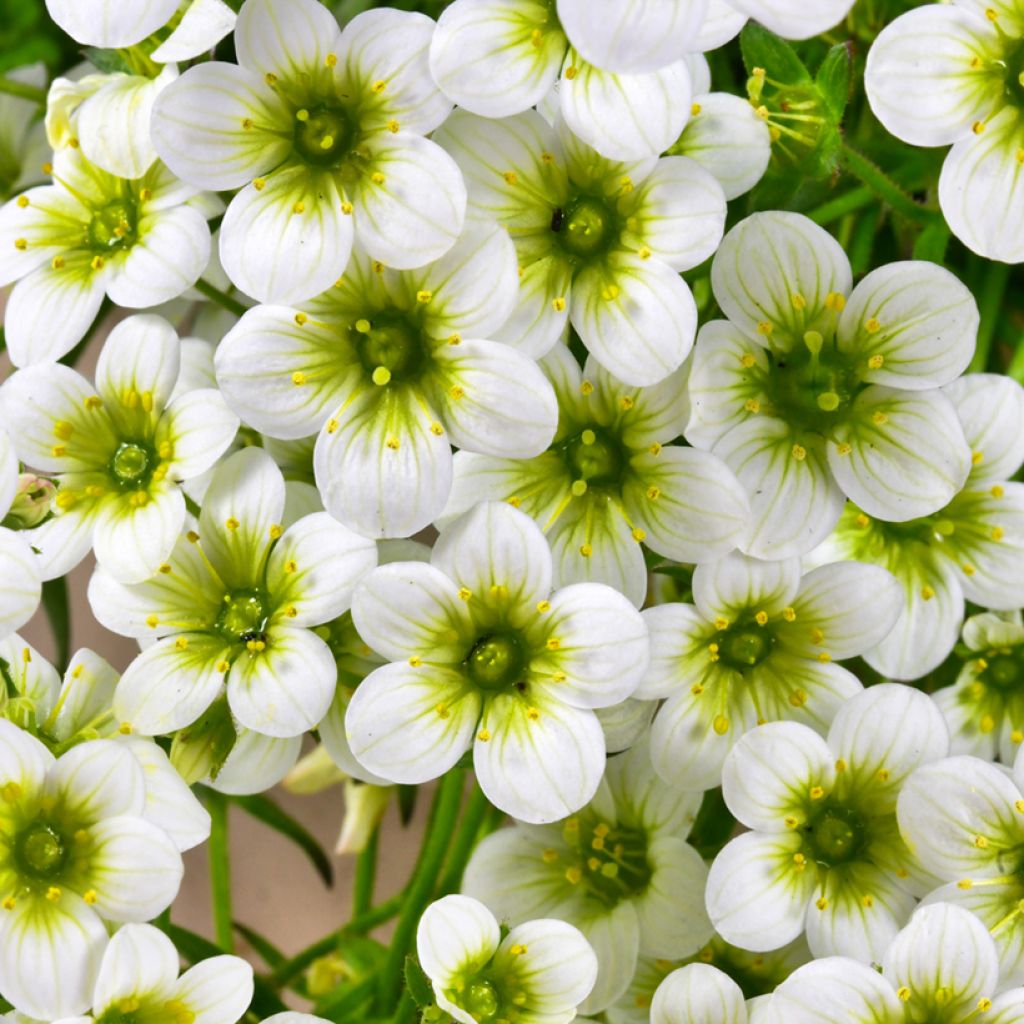 Saxifraga arendsii Pixie White