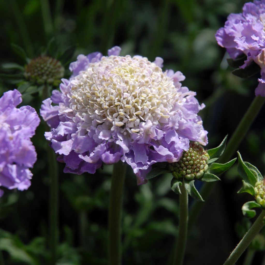 Scabiosa columbaria Butterfly Blue