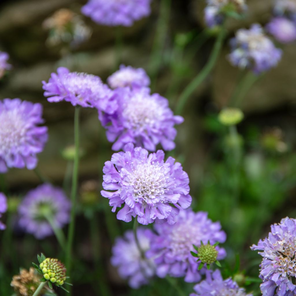 Scabiosa columbaria Butterfly Blue