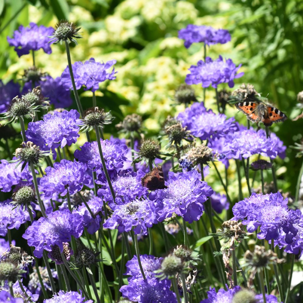 Scabiosa columbaria Butterfly Blue