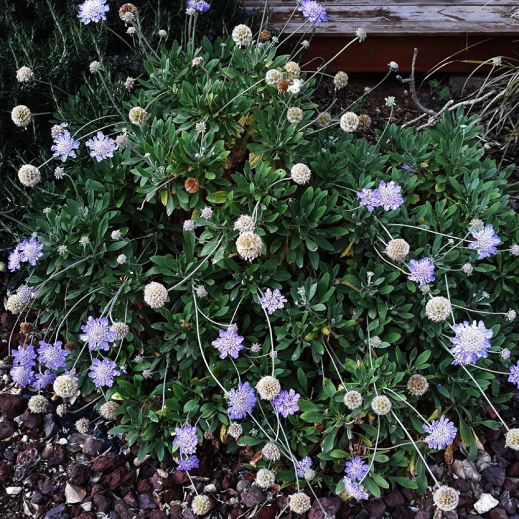 Scabiosa columbaria Butterfly Blue