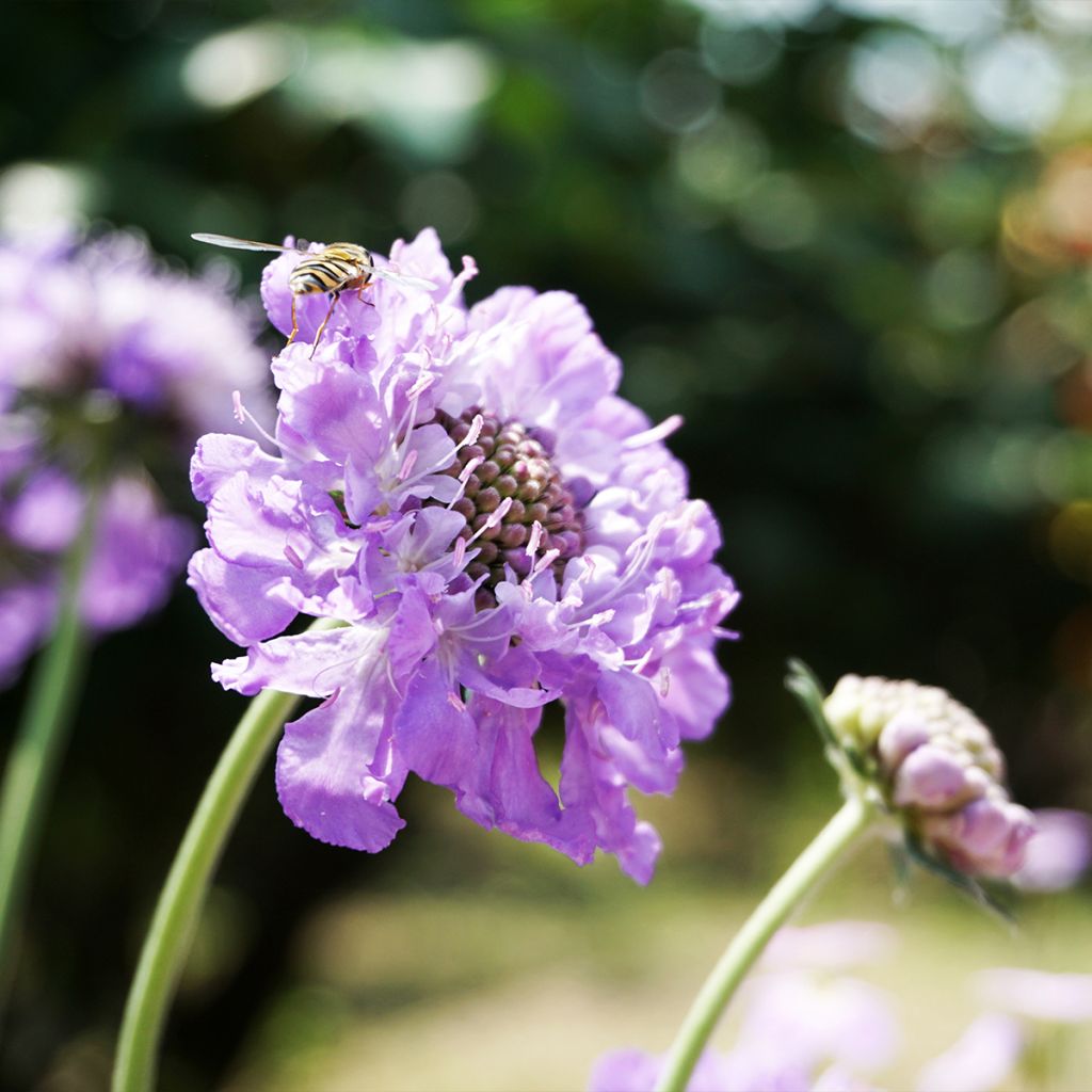 Scabieuse colombaire Pincushion Pink - Scabiosa columbaria