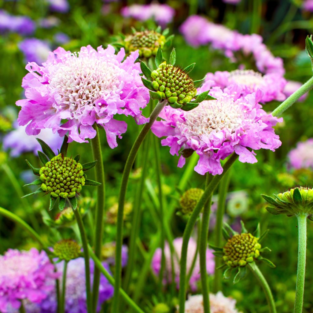 Scabiosa columbaria Pink Mist