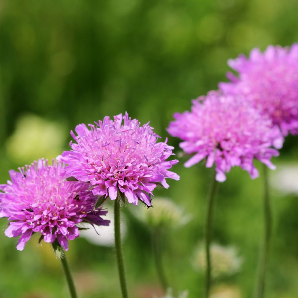 Scabiosa columbaria Pink Mist