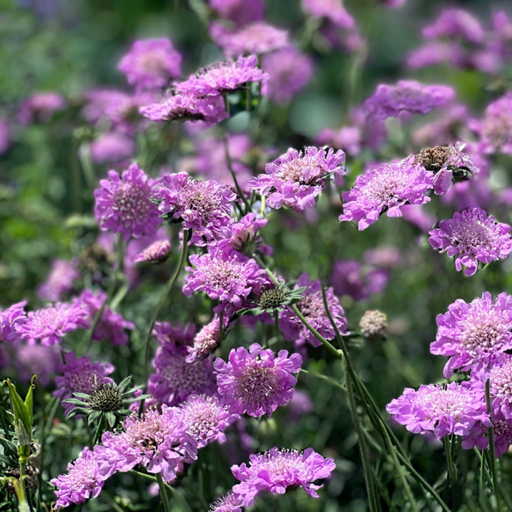 Scabiosa columbaria Pink Mist