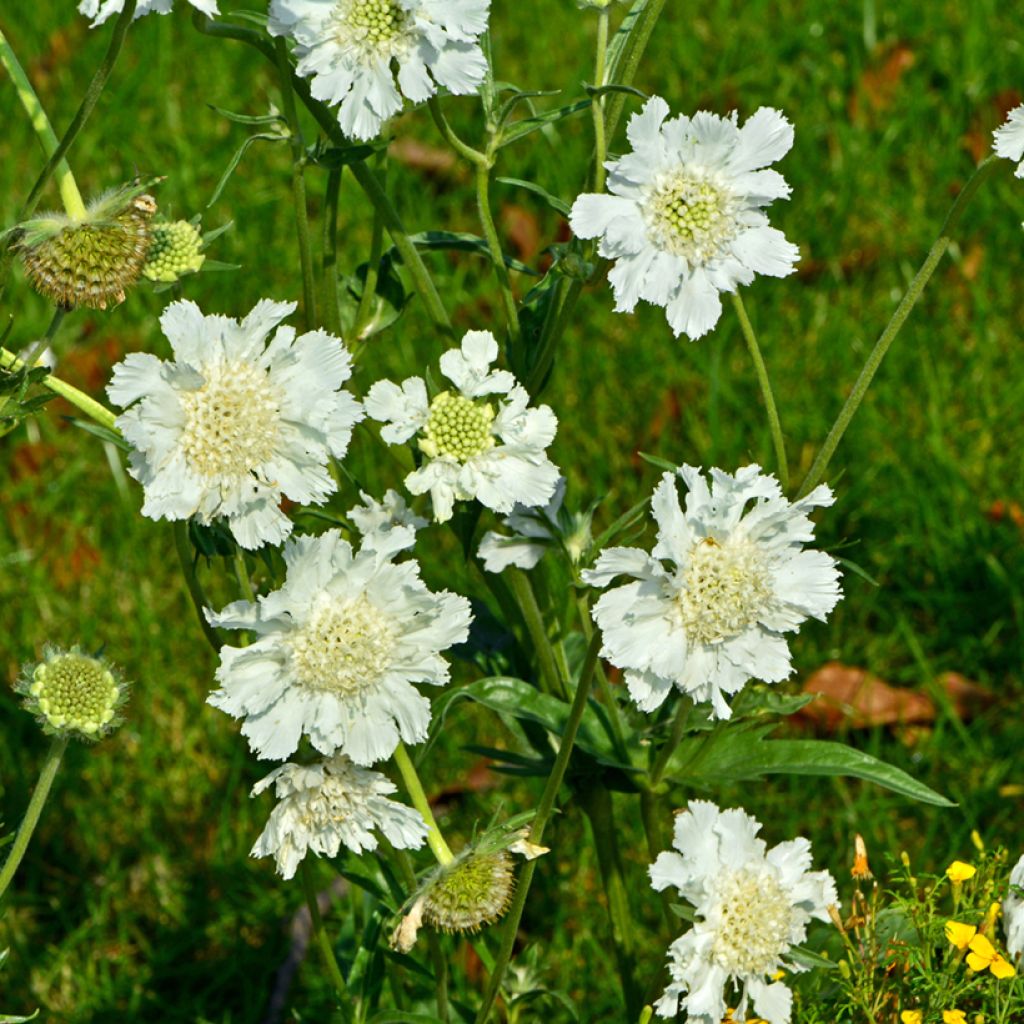 Scabiosa caucasica Alba