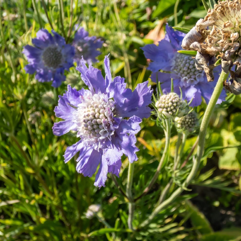 Scabiosa caucasica Perfecta