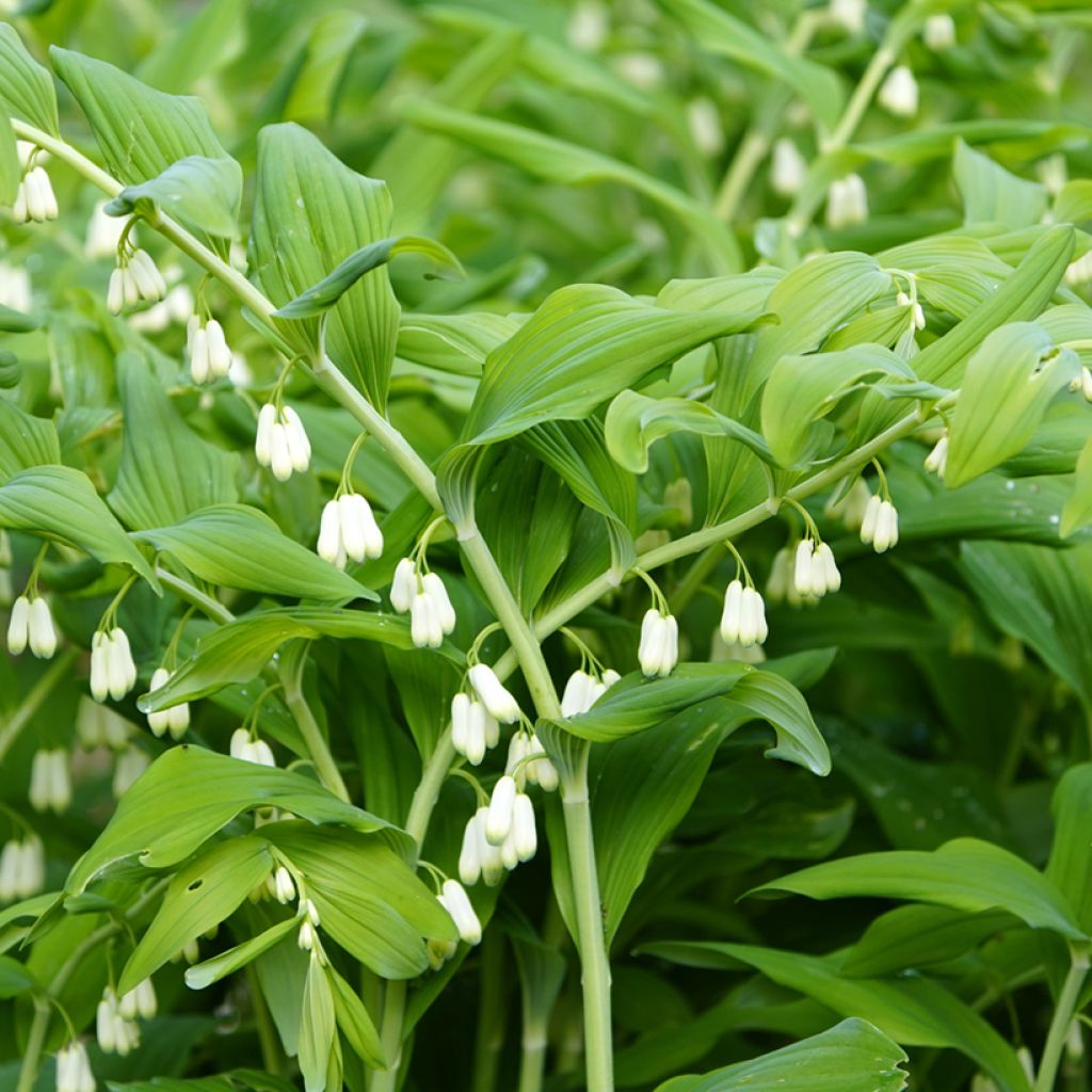 Polygonatum commutatum - Solomon's Seal