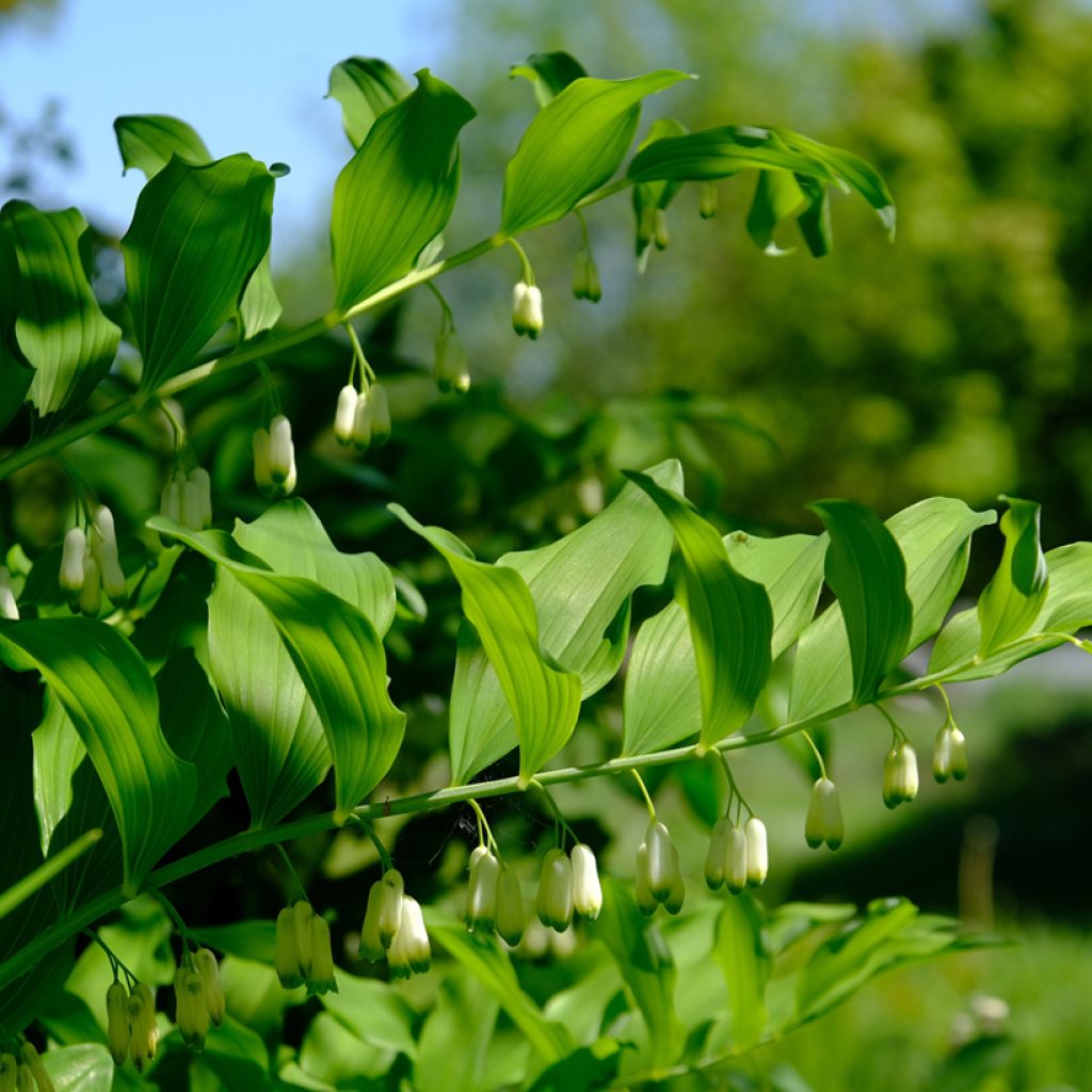 Polygonatum odoratum - Solomon's Seal