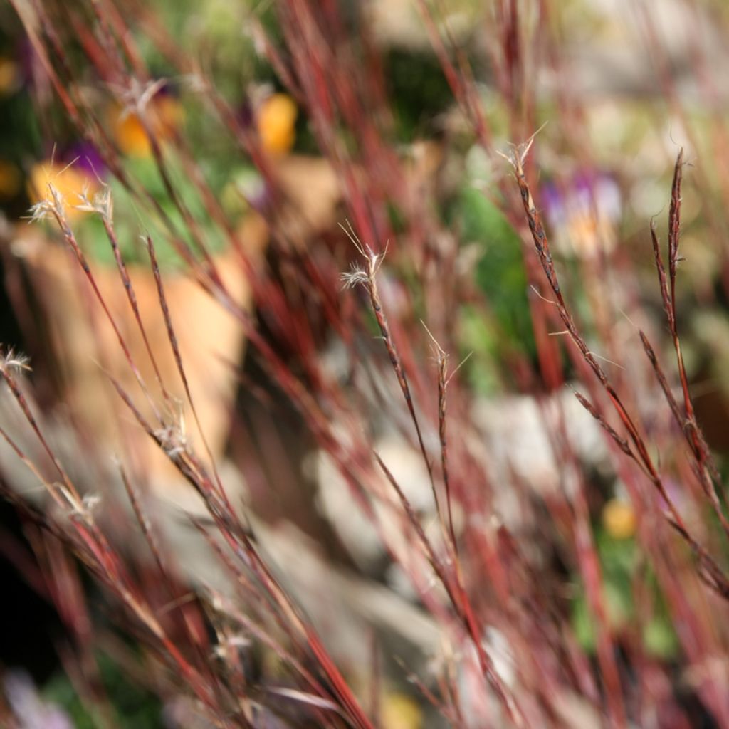 Schizachyrium scoparium Blue Heaven