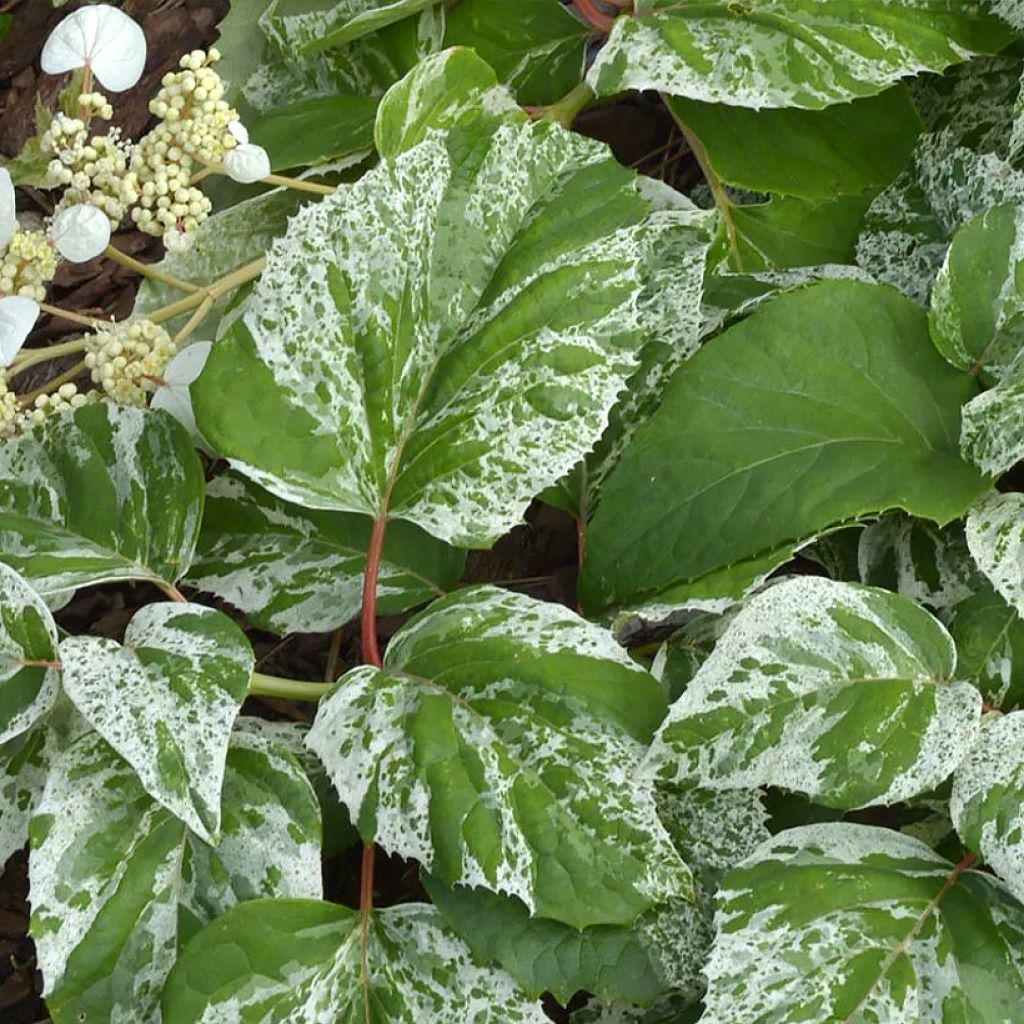 Schizophragma hydrangeoides Burst of Light