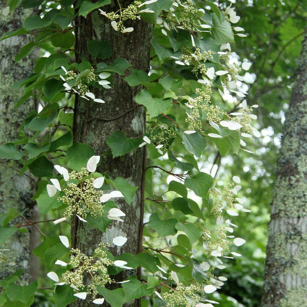 Schizophragma hydrangeoides Red Rhapsody