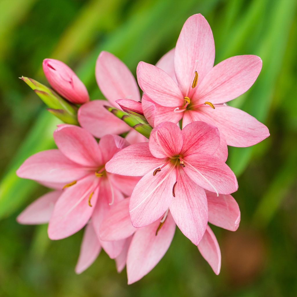 Schizostylis coccinea Rosea