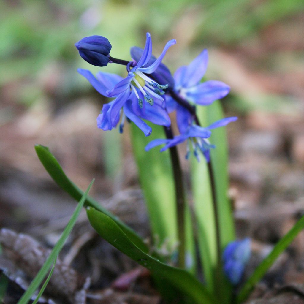 Scilla siberica 