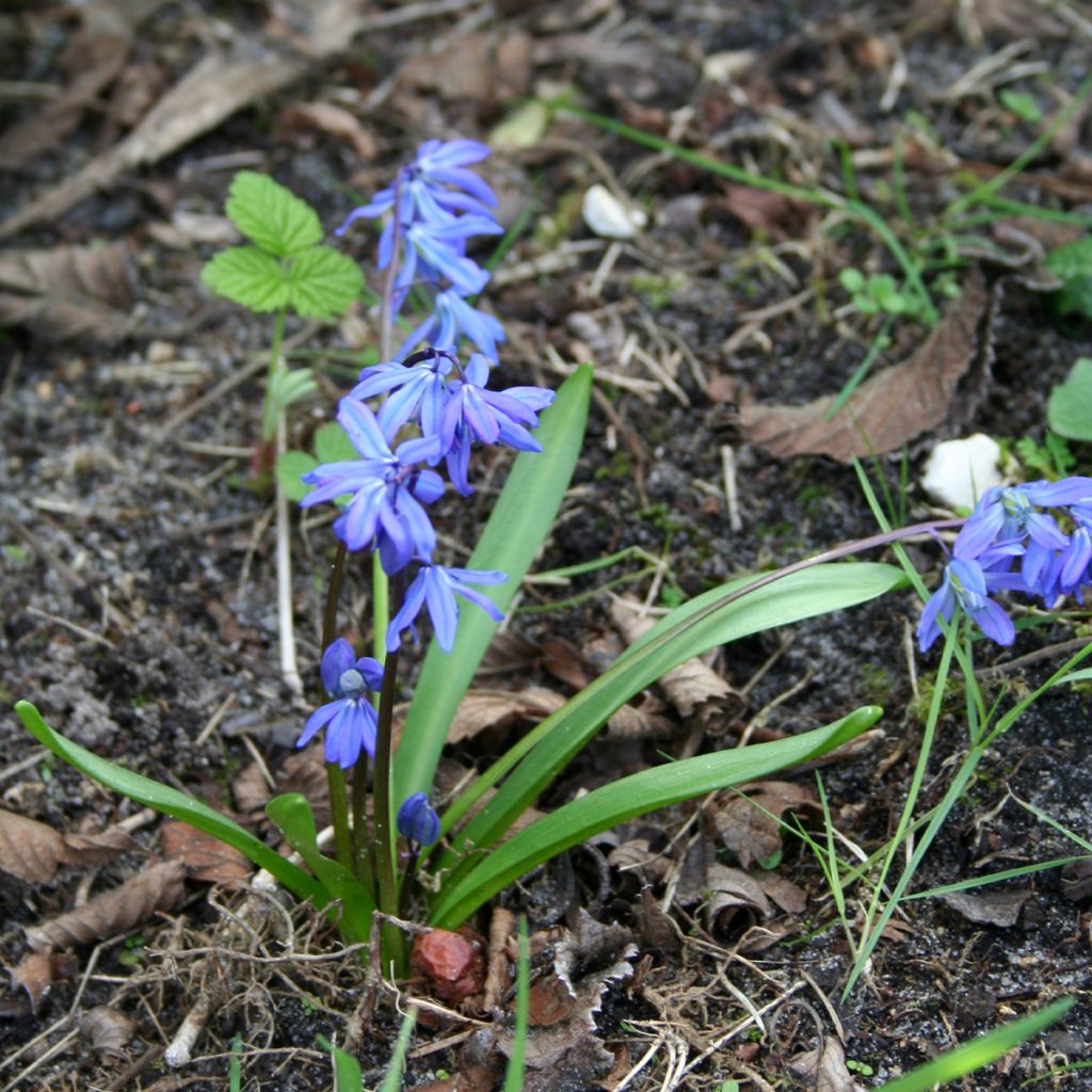 Scilla siberica 