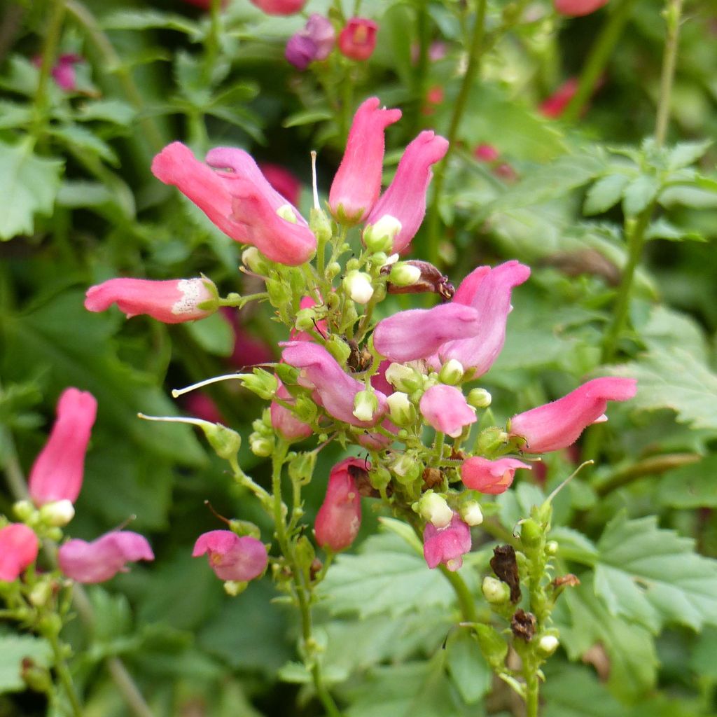 Scrophularia Cardinale Red